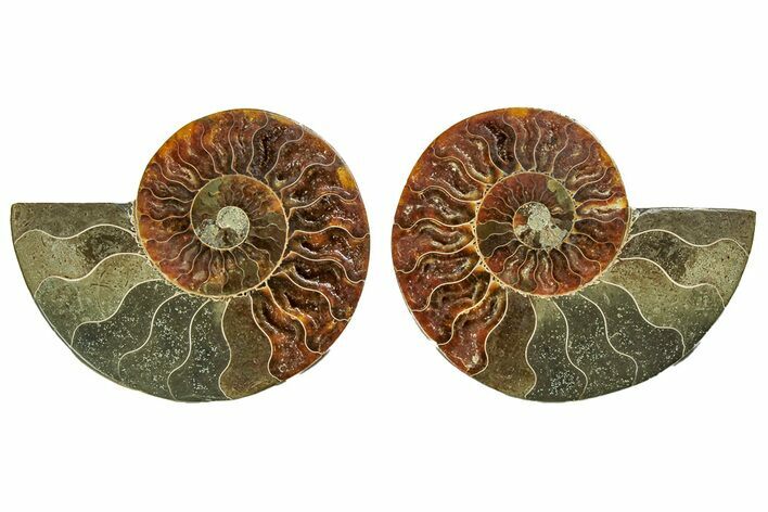 Cut & Polished, Agatized Ammonite Fossil - Madagascar #191606
